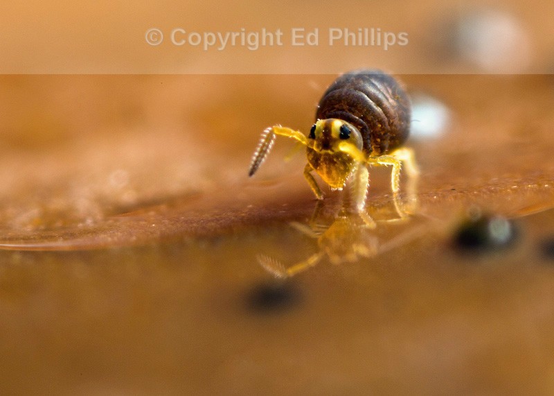 Sminthurinus igniceps