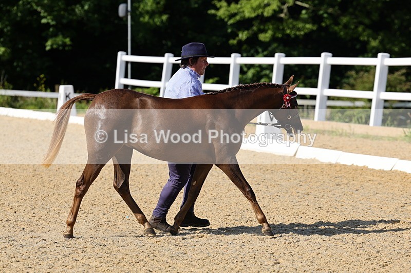 1X9A0627 - Class 3: Youngstock 1, 2, 3 year old not to exceed 153cm