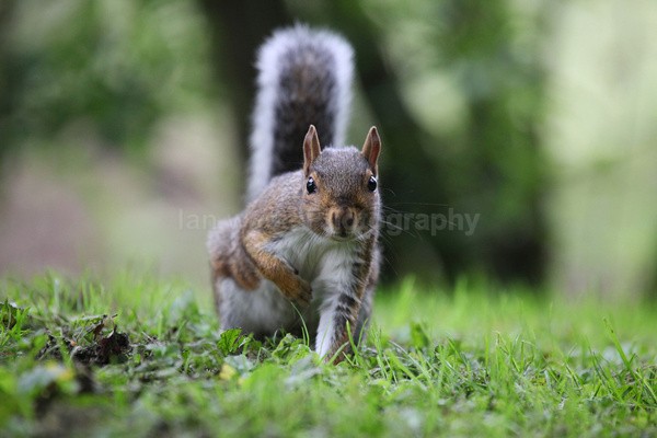 Grey Squirrel _AGTO192 - Wildlife, Mammal Photography, Great Britain