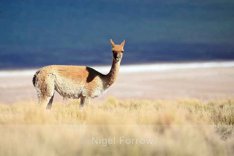 Adult Vicuna above Lake Miscanti, Chile - Vicuna