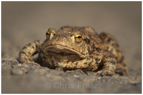 Toad - Animals/ Wildlife