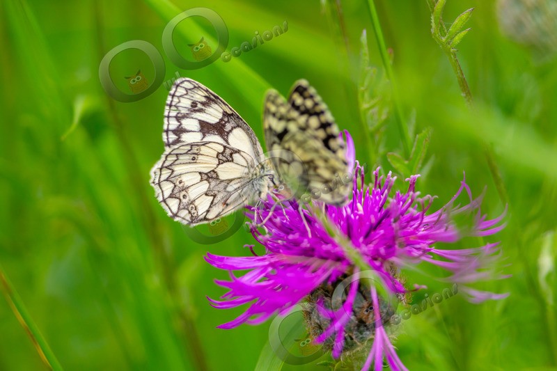 Marbled white butterfly Melanargia galathea-9800 - Insects from around the world