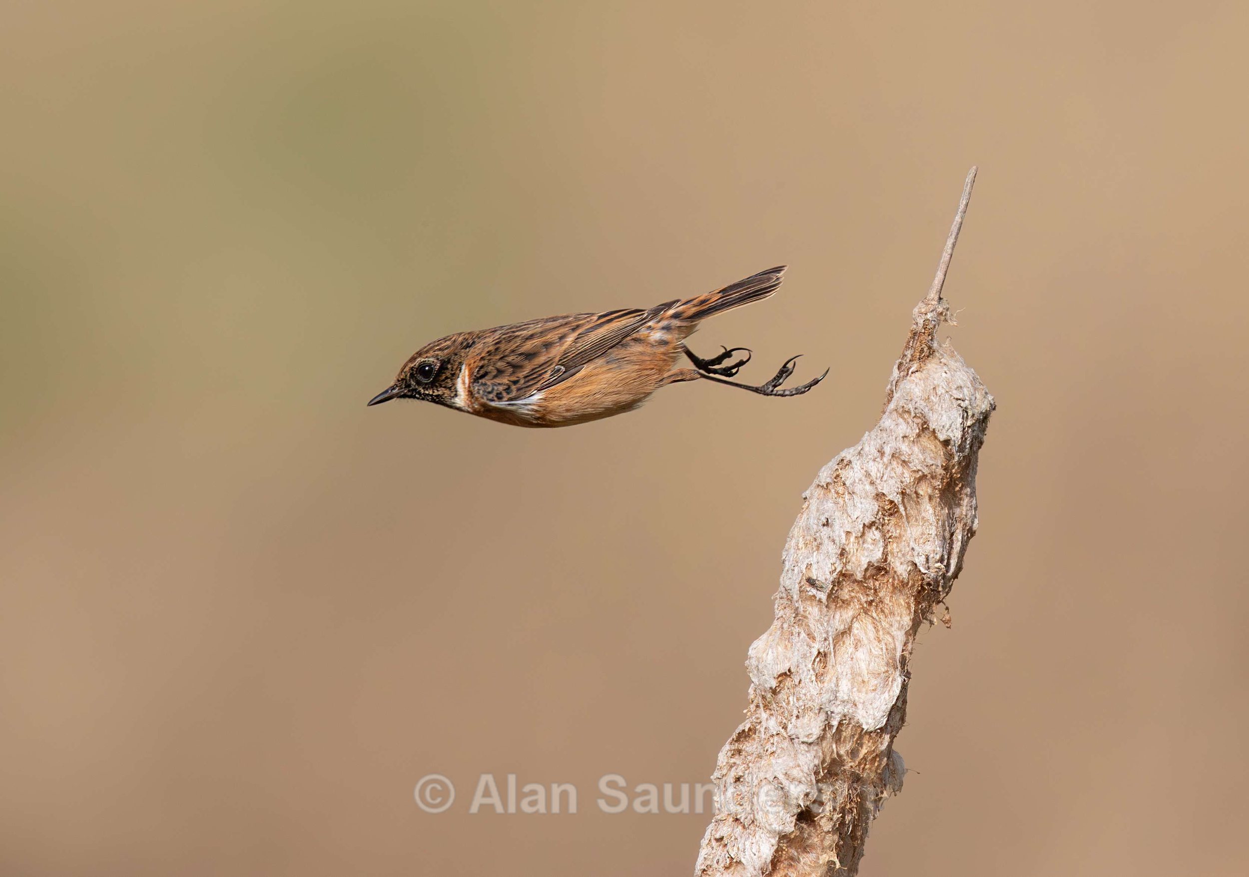Stonechat 8