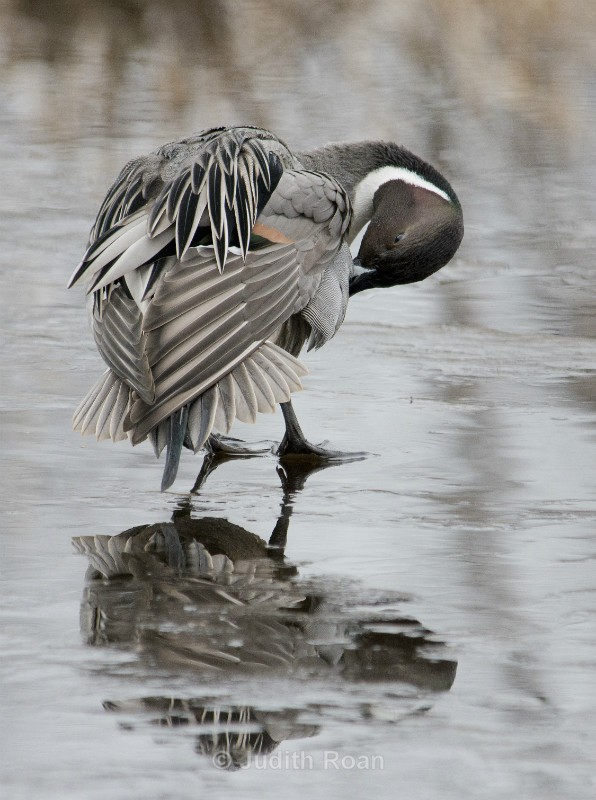 Pintail Preening - Reifel Refuge