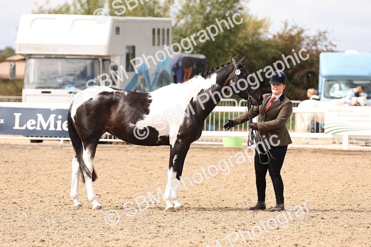 SBM_15331 - Class 210- IH Show Horse