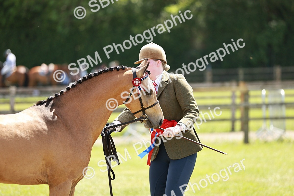 SBM_05590 - Class 41-45 - Riding Pony-Hunter Pony Breeding