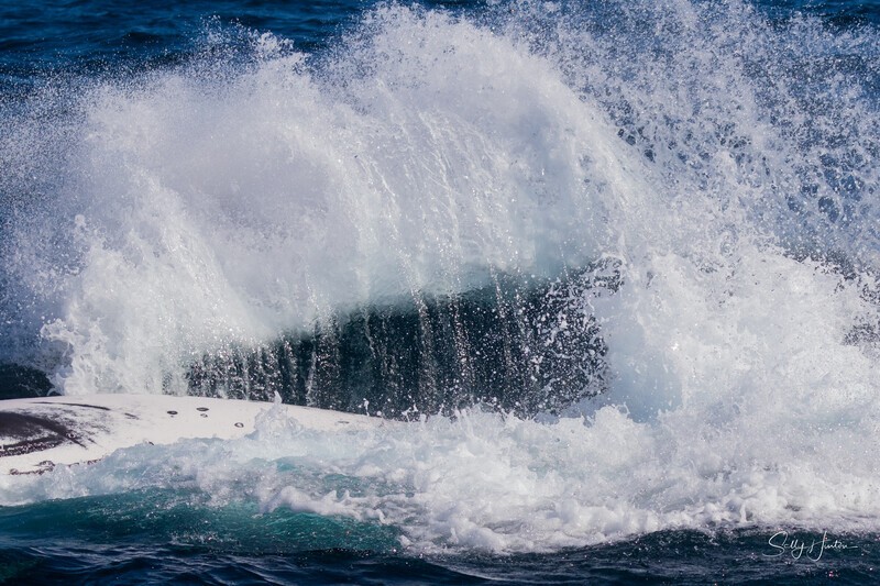Labour roll 4 - Humpback Whales