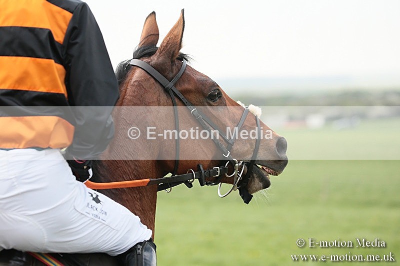 PtP 210418 317 - South & West Wilts Point-to-Point Larkhill 21/04/18