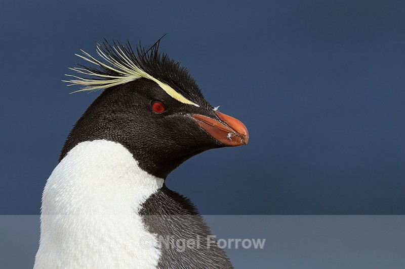 Rockhopper Penguin portrait, West Point Island, The Falkland Islands - Rockhopper Penguin