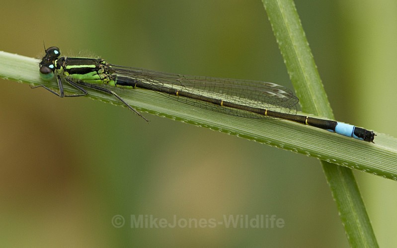 Blue tailed Damselfly - DRAGONFLY & DAMSELFLY GALLERY
