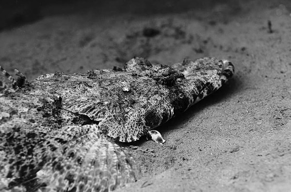 Crocodile fish - Red sea Egypt