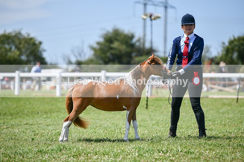 DSC_7260 - Miniature Horse Championship