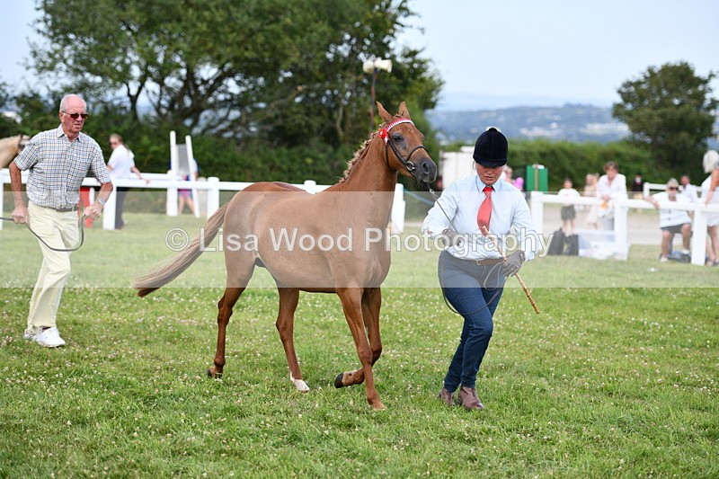 DSC_8506 - Class 69: Pure, Anglo & Part Bred In Hand Arab