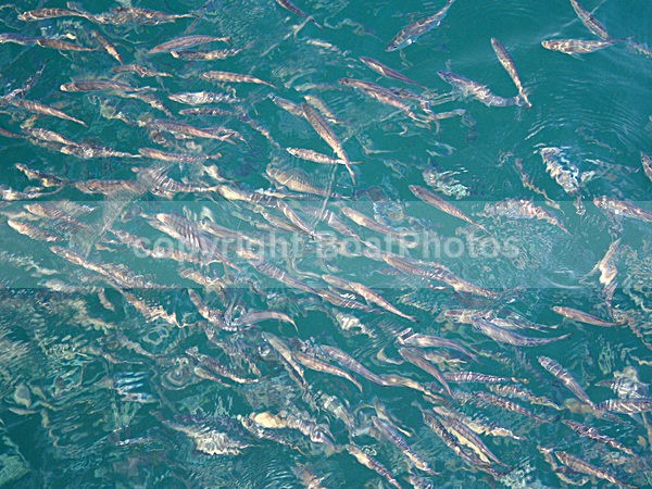 061026 Sal - Miriad of fish - ATLANTIC CROSSING 2006