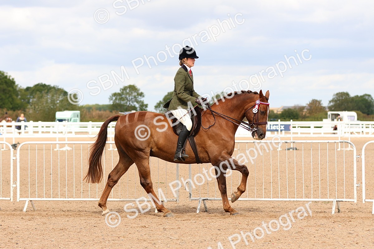 SBM_14100 - Class 213 - Ridden Hack Riding Horse