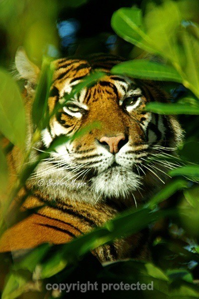 Sumatran Tiger - Kirana (Chester Zoo)