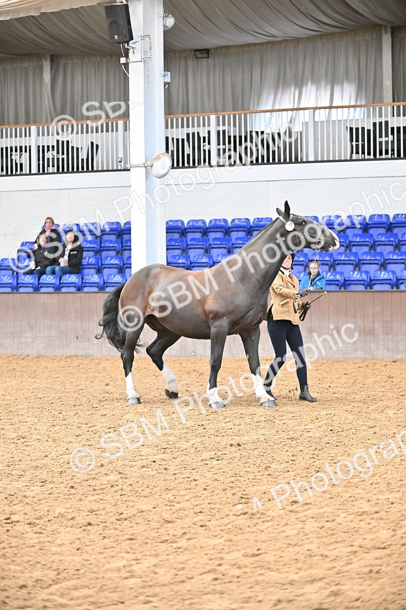 SBM_000757 - Class 16 - In Hand Showing Supreme Championships