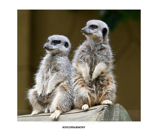 Meercats - Captured Wild life/Domestic/ livestock Animals