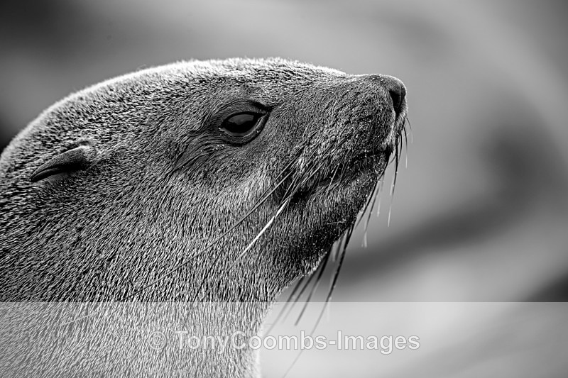 Fur Seal  (f) - The Skeleton Coast