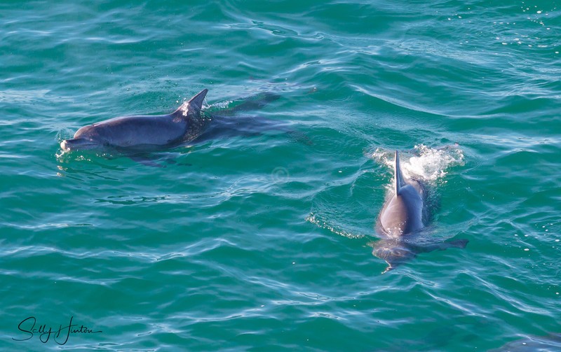 Dolphins 2
