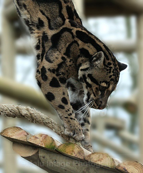 254 BEN - BIG CATS