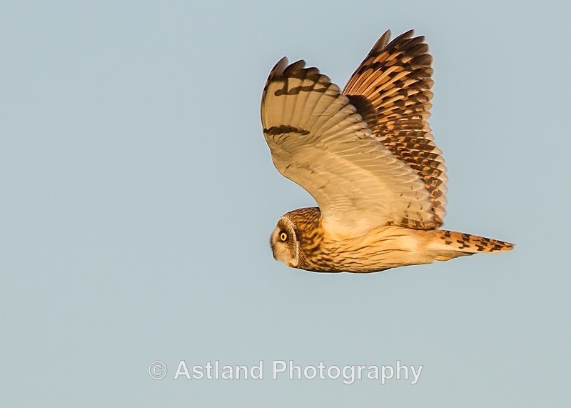 Astland Photography, Bird and Wildlife Images, Susan and Peter Wilson, U.K.