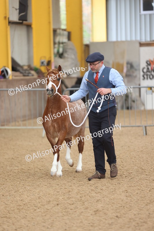 20251109-0511 - Class 18 - Yearling, Colt, Filly or Gelding