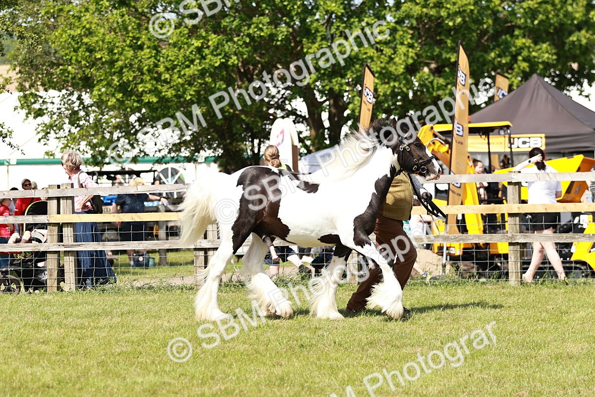 SBM_08559 - Class 63-65 - Traditional Gypsy Cobs In Hand & Ridden