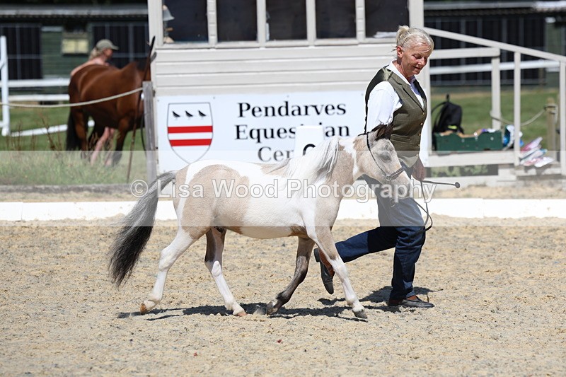 3E7A9446 - Class 30: Mnititature Horse