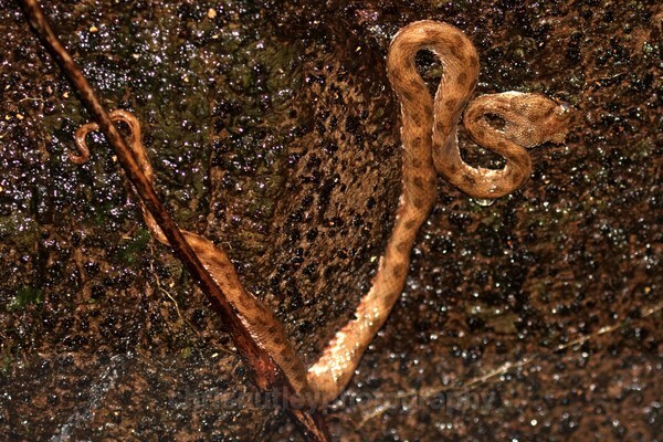  - Reptiles and Amphibians