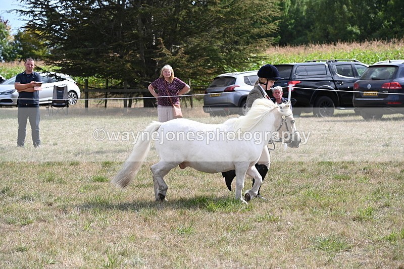 WJ6_6926 - Class 21 Shetland & Mini Horses