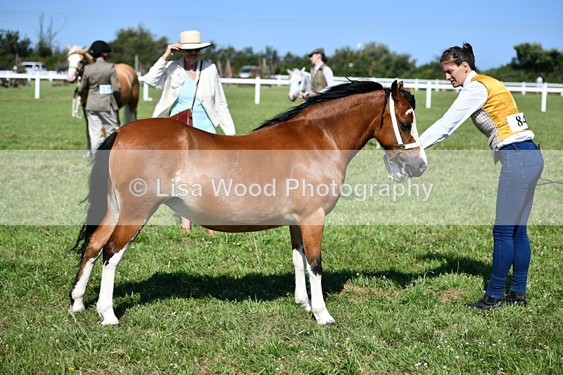 DSC_6470 - Class 53: NPS M&M 4 years and over Small Breeds