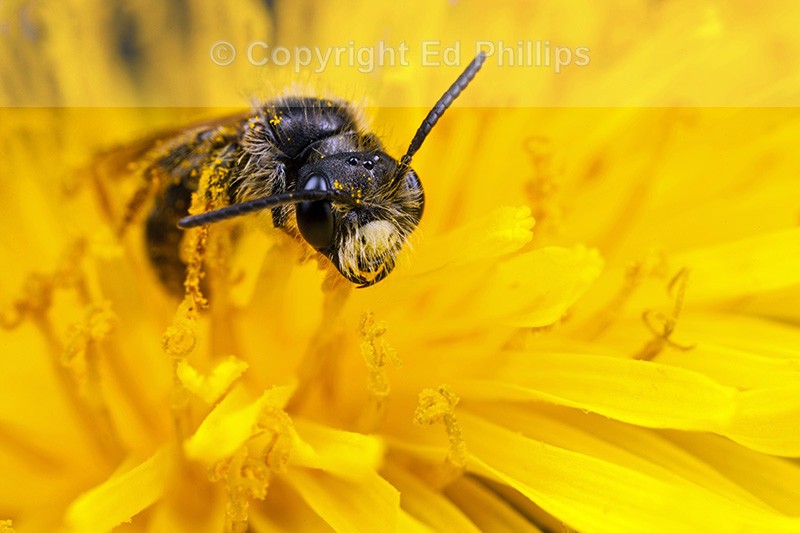 Andrena chrysosceles (m)