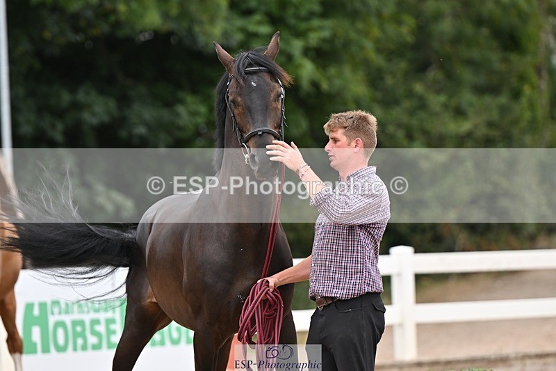 250716-160352-02381 - Trot Up 3.30 to 4.30