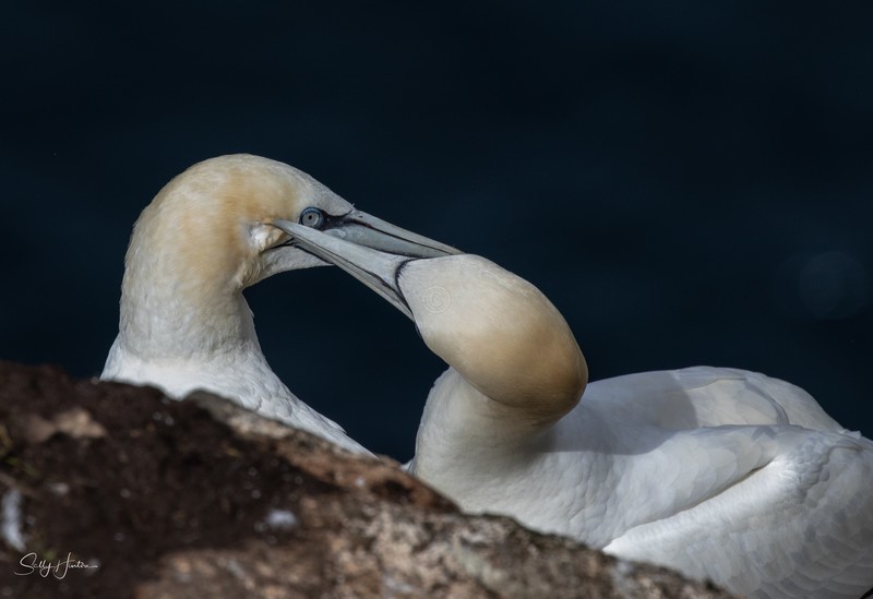A Pair of Northern Gannets 1