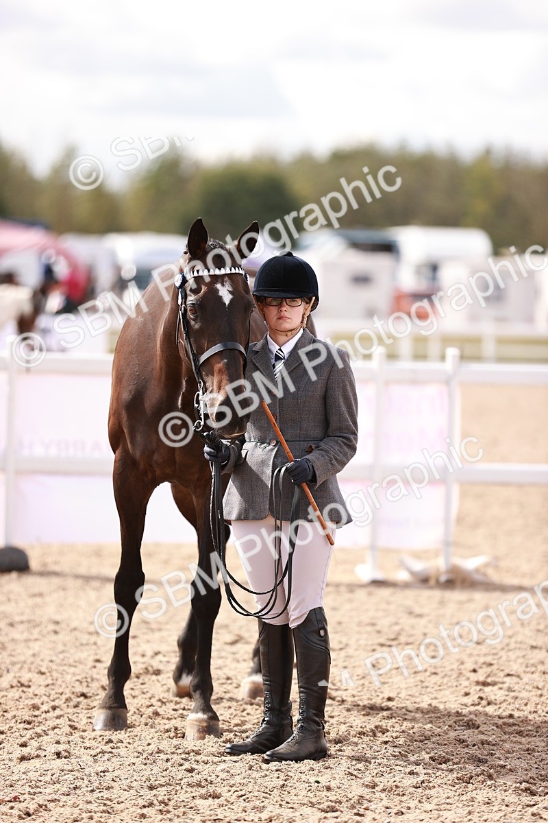 SBM_14226 - Class 407 - IH Hack Riding Horse