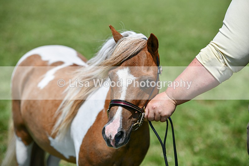 DSC_7214 - Class 61: Miniature Horse 4yrs & over