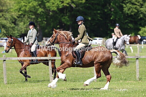 IMG_4346 - Working Hunter