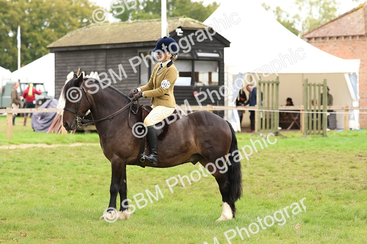 SBM_59958 - S36 - Rehabiliated Rescue Horse & Pony In Hand & Ridden