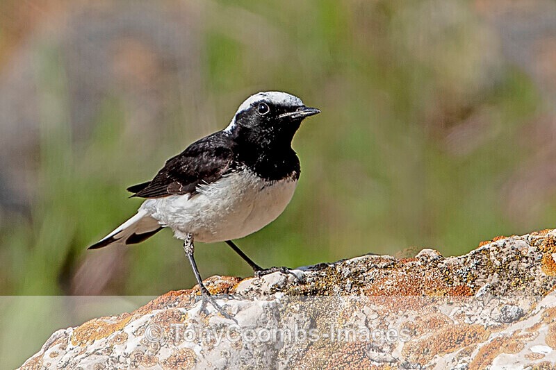 Pied Wheatear (m) - Sinoe - Constanta