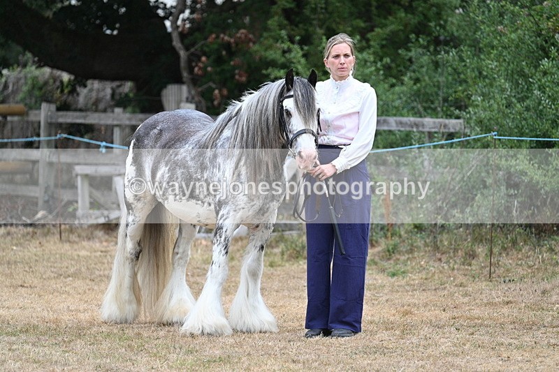 WJ7_9556 - Class 5 Most Handsome Gelding (up to 14.2hh)