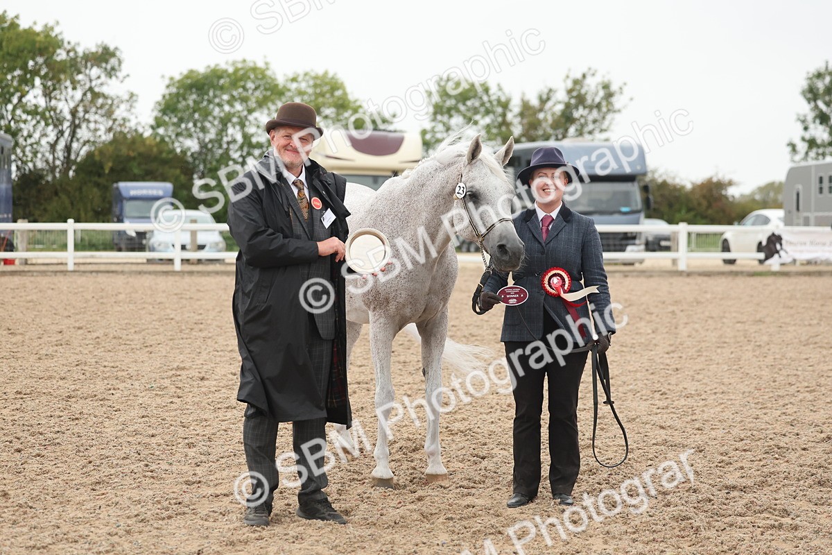 SBM_19433 - Class 317 - IH Pure Bred Horse-Pony