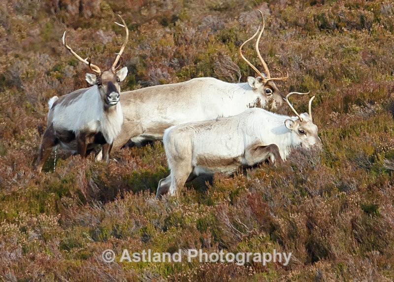 Astland Photography, Bird and Wildlife Images, Susan and Peter Wilson, U.K.