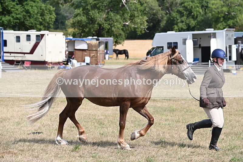 WJ6_6444 - Class 20 In-hand Cob