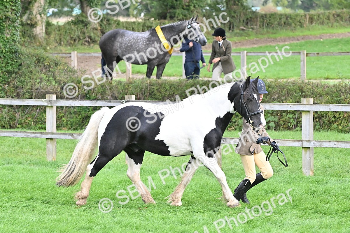 SBM_56879 - S45 - Coloured Pony In Hand