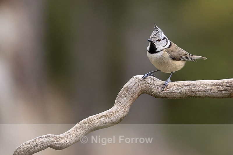 Crested Tit perched, Catalonia, Spain - Crested Tit