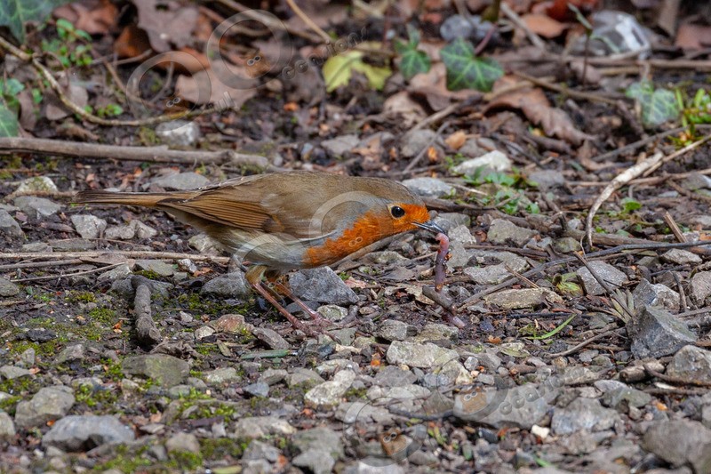 robin Erithacus rubecula-3388 - UK birds