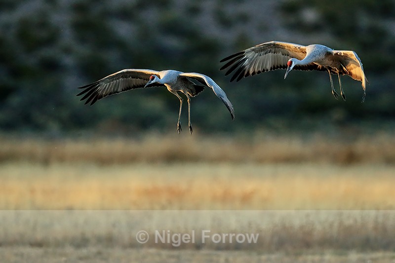 Sandhill Cranes landing at roost, Bosque del Apache, New Mexico - Sandhill Crane