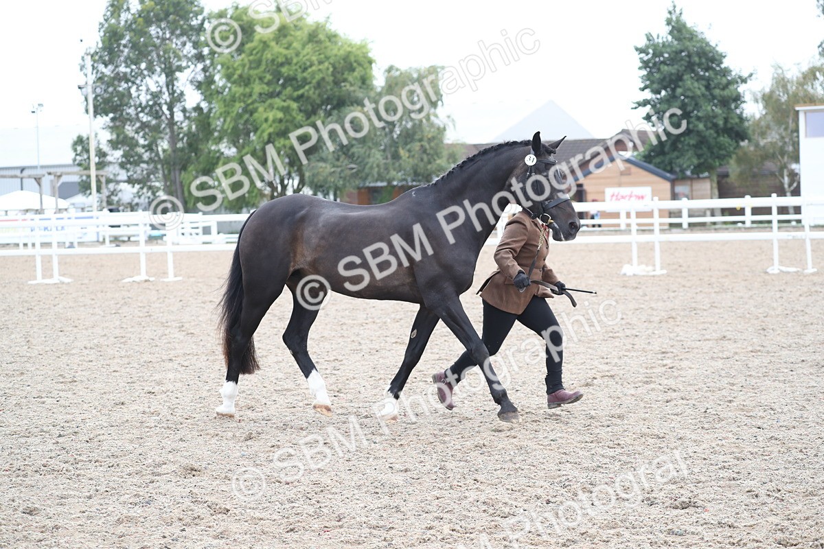 SBM_22539 - Class 604 - 2025 Area - IH Diamond