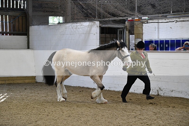 WJ5_3454 - Class 1 Youngstock